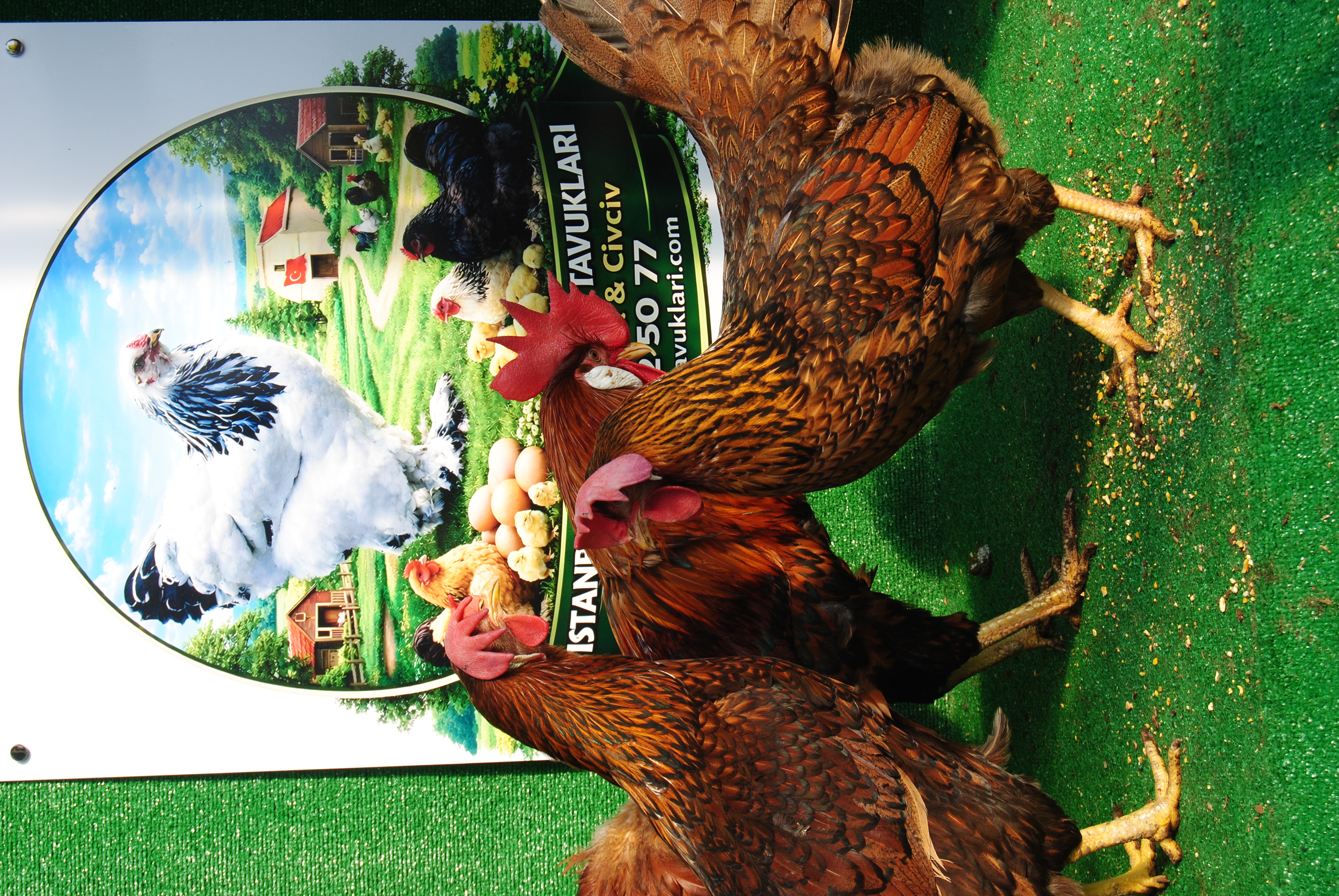 Gold Laced Ligorin Kuluçkalık Yumurta