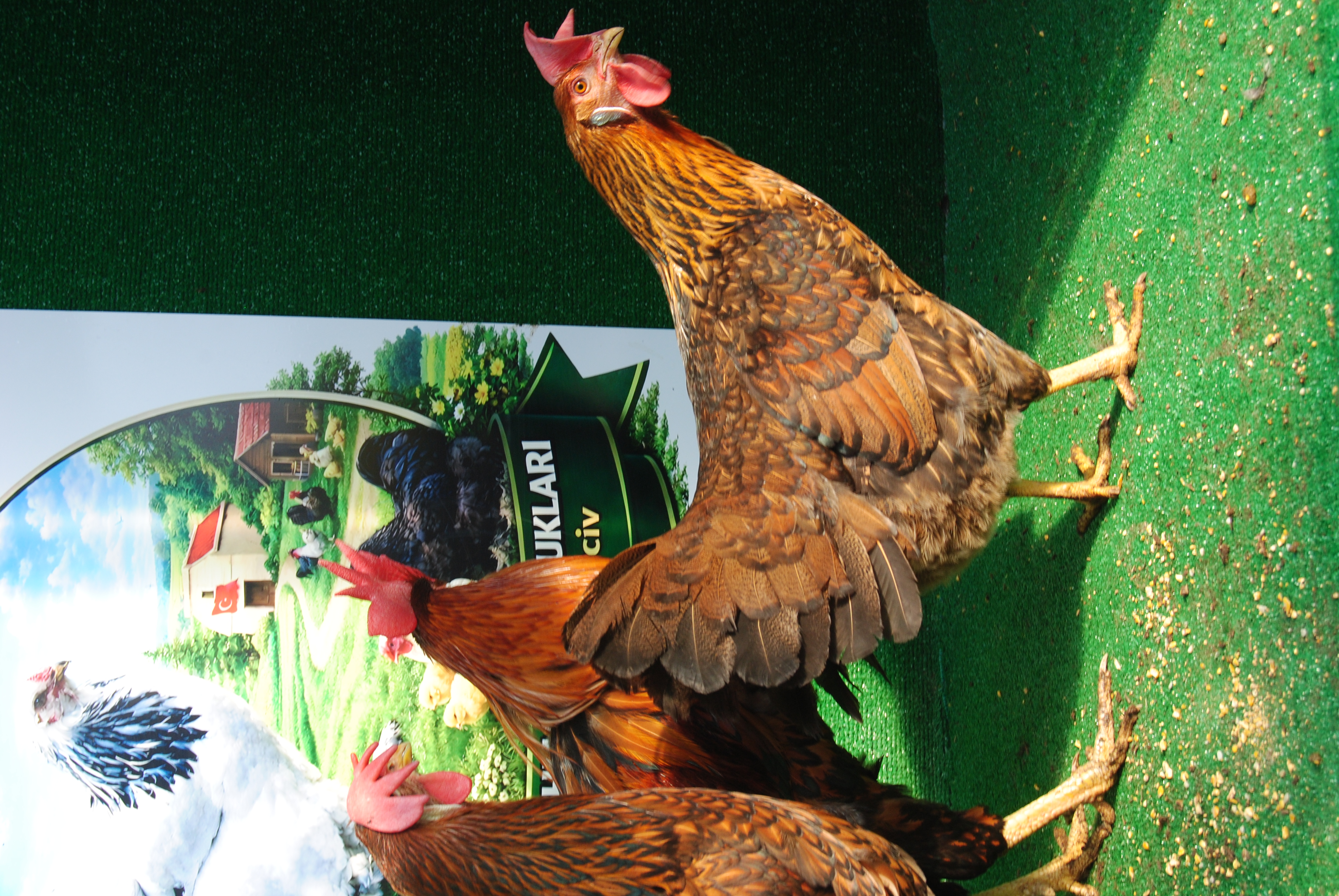 Gold Laced Ligorin Kuluçkalık Yumurta