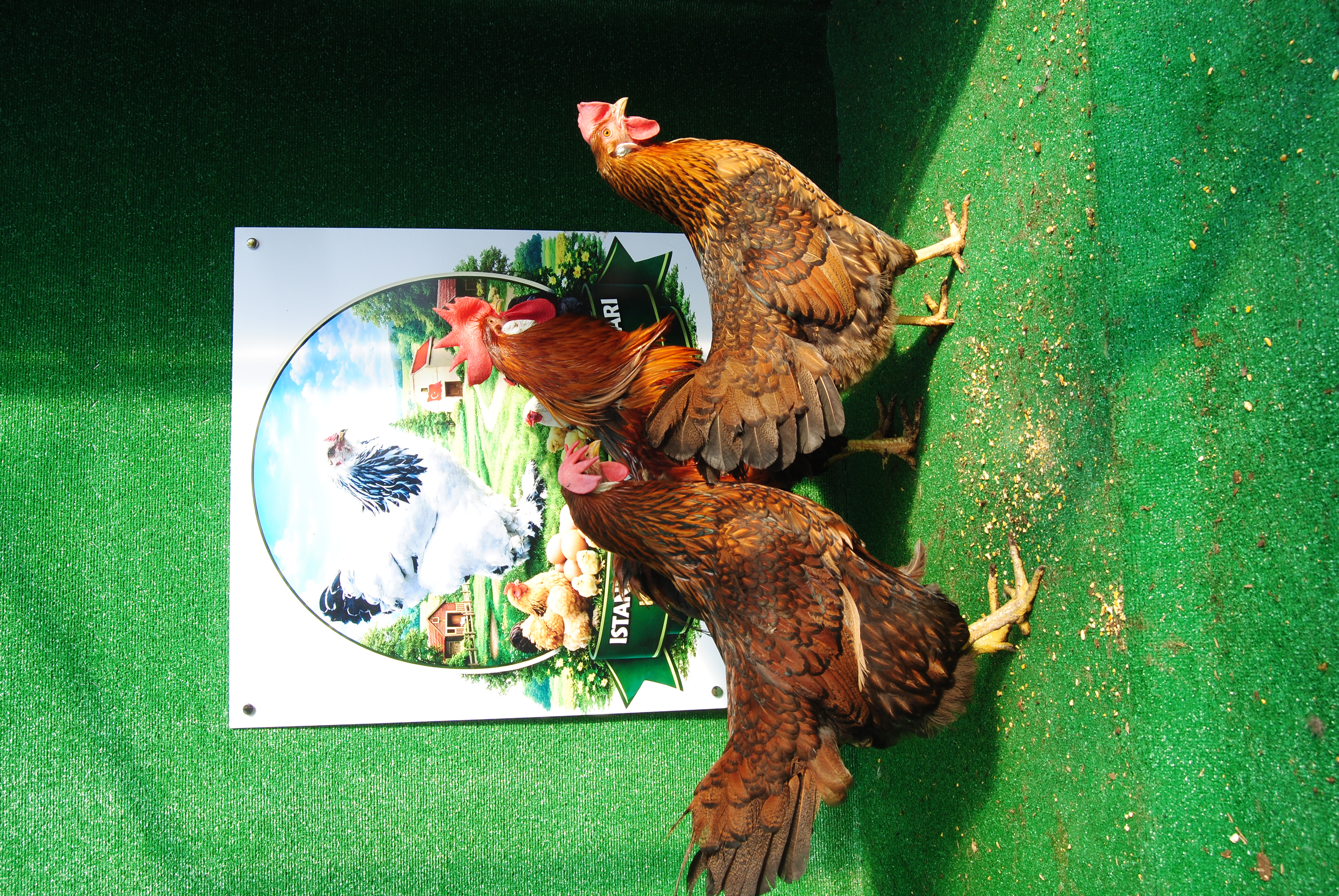 Gold Laced Ligorin Kuluçkalık Yumurta