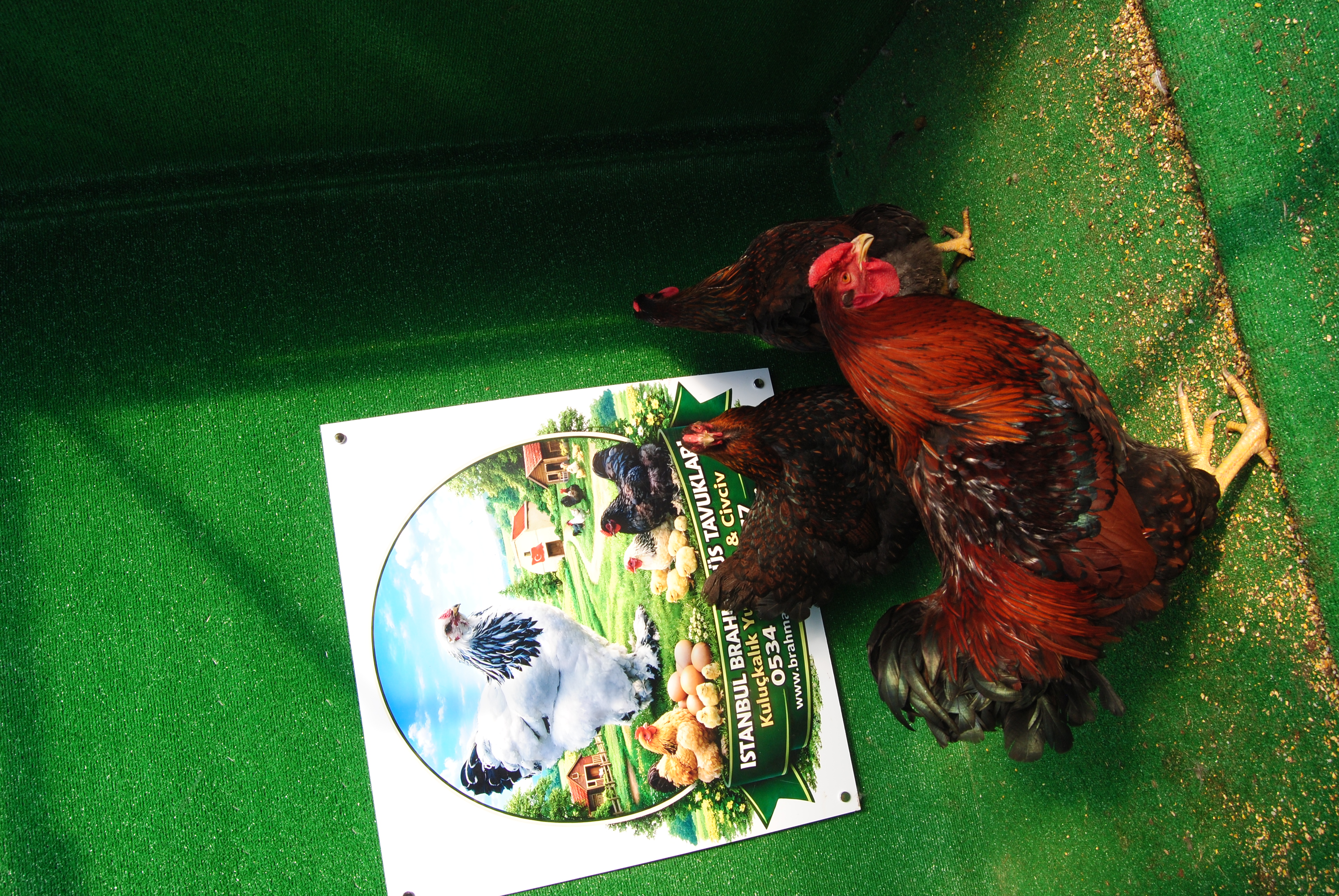 GOLD WYANDOTTE KULUÇKALIK YUMURTA