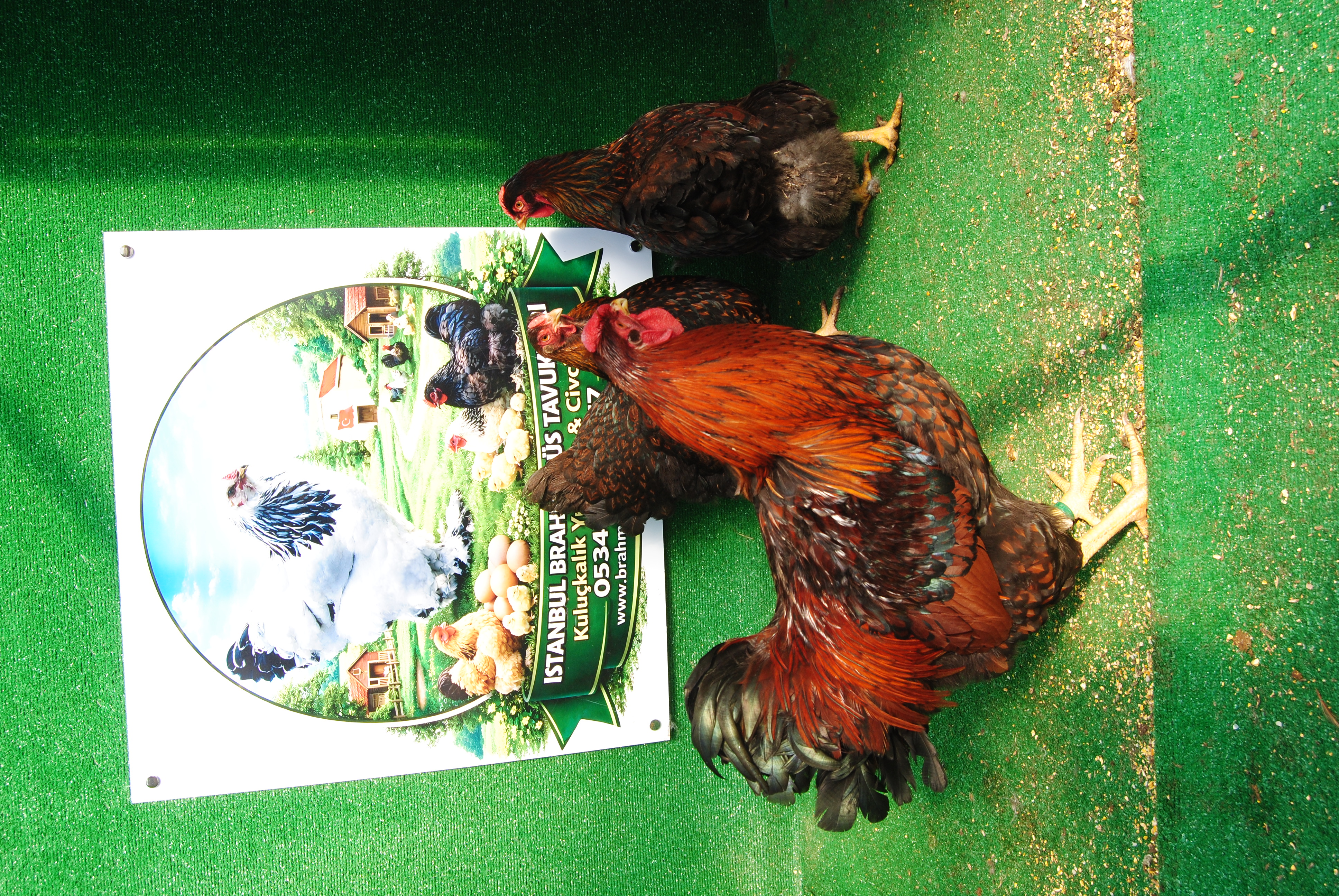 GOLD WYANDOTTE KULUÇKALIK YUMURTA