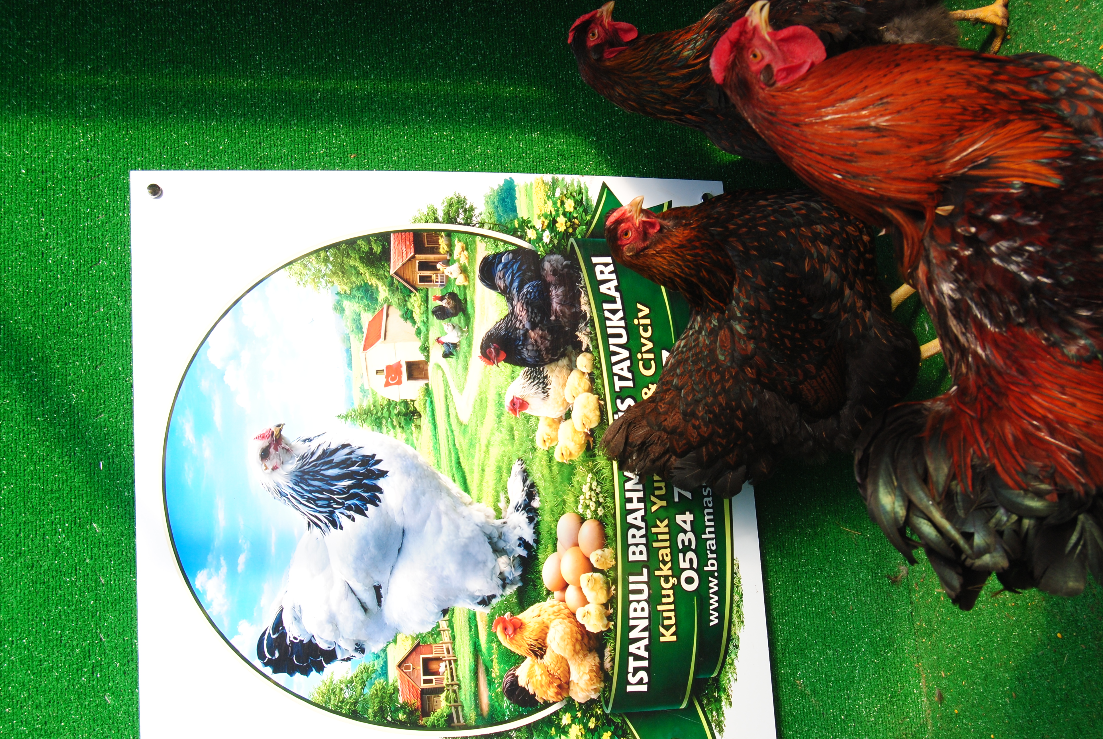 GOLD WYANDOTTE KULUÇKALIK YUMURTA