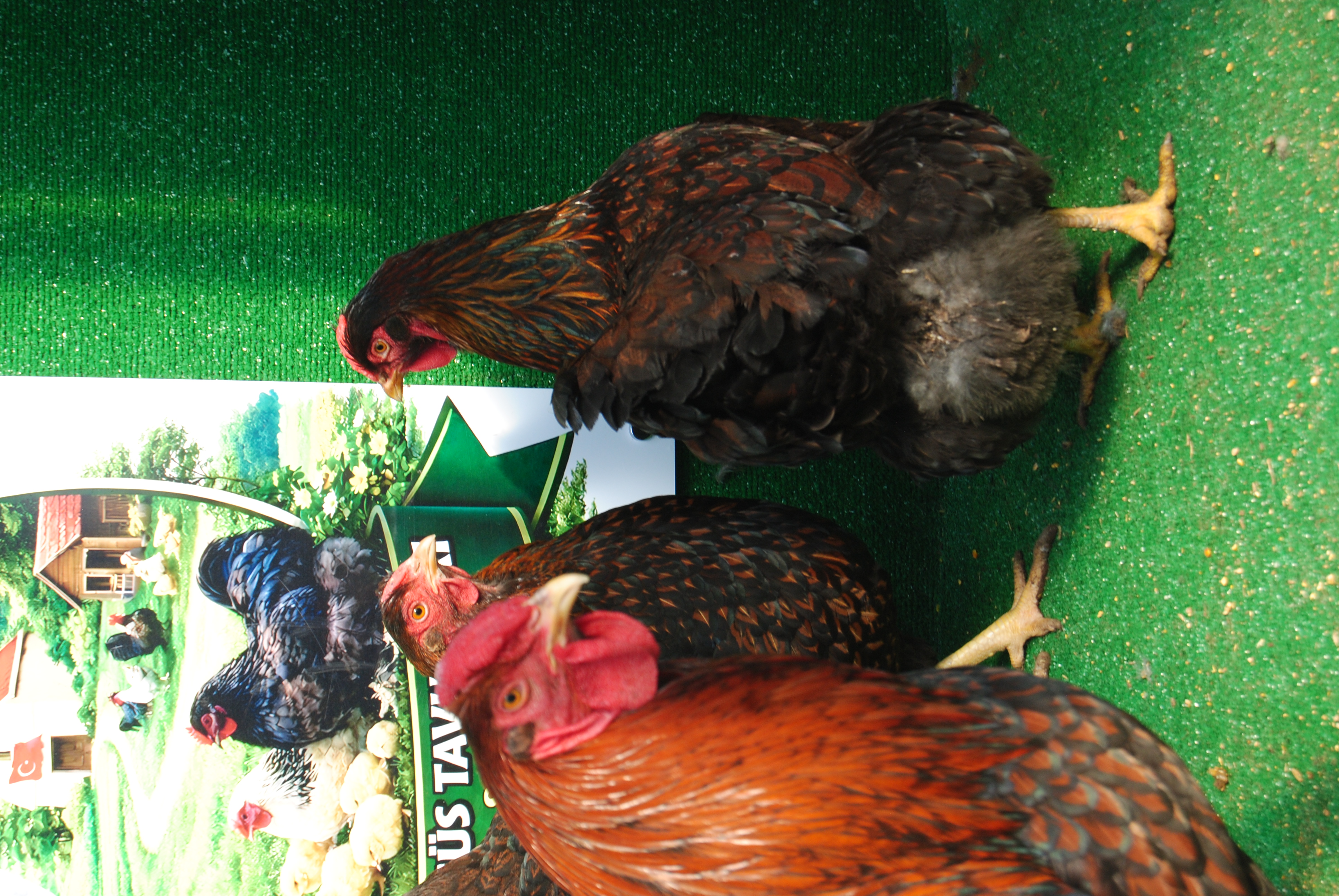 GOLD WYANDOTTE KULUÇKALIK YUMURTA