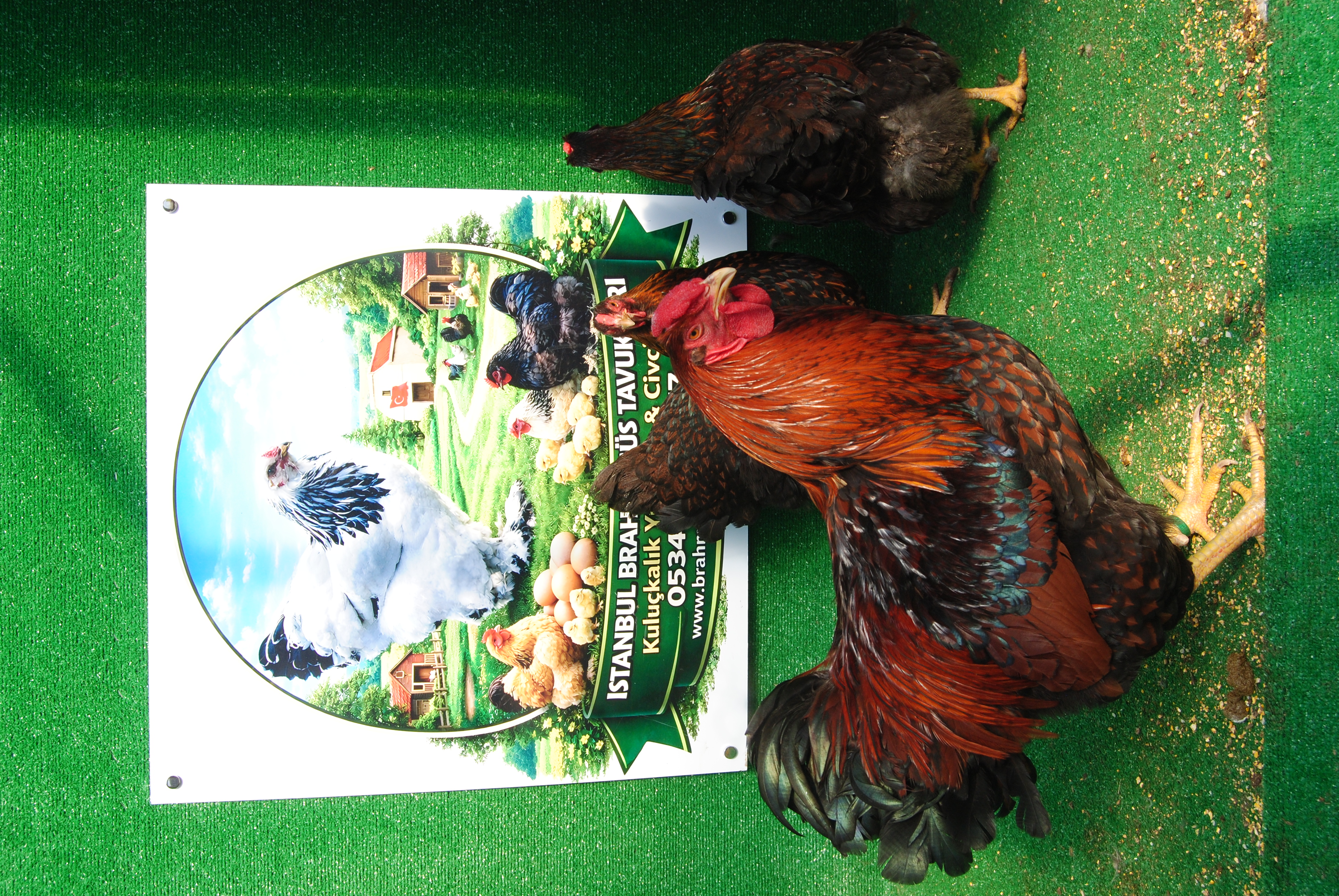 GOLD WYANDOTTE KULUÇKALIK YUMURTA