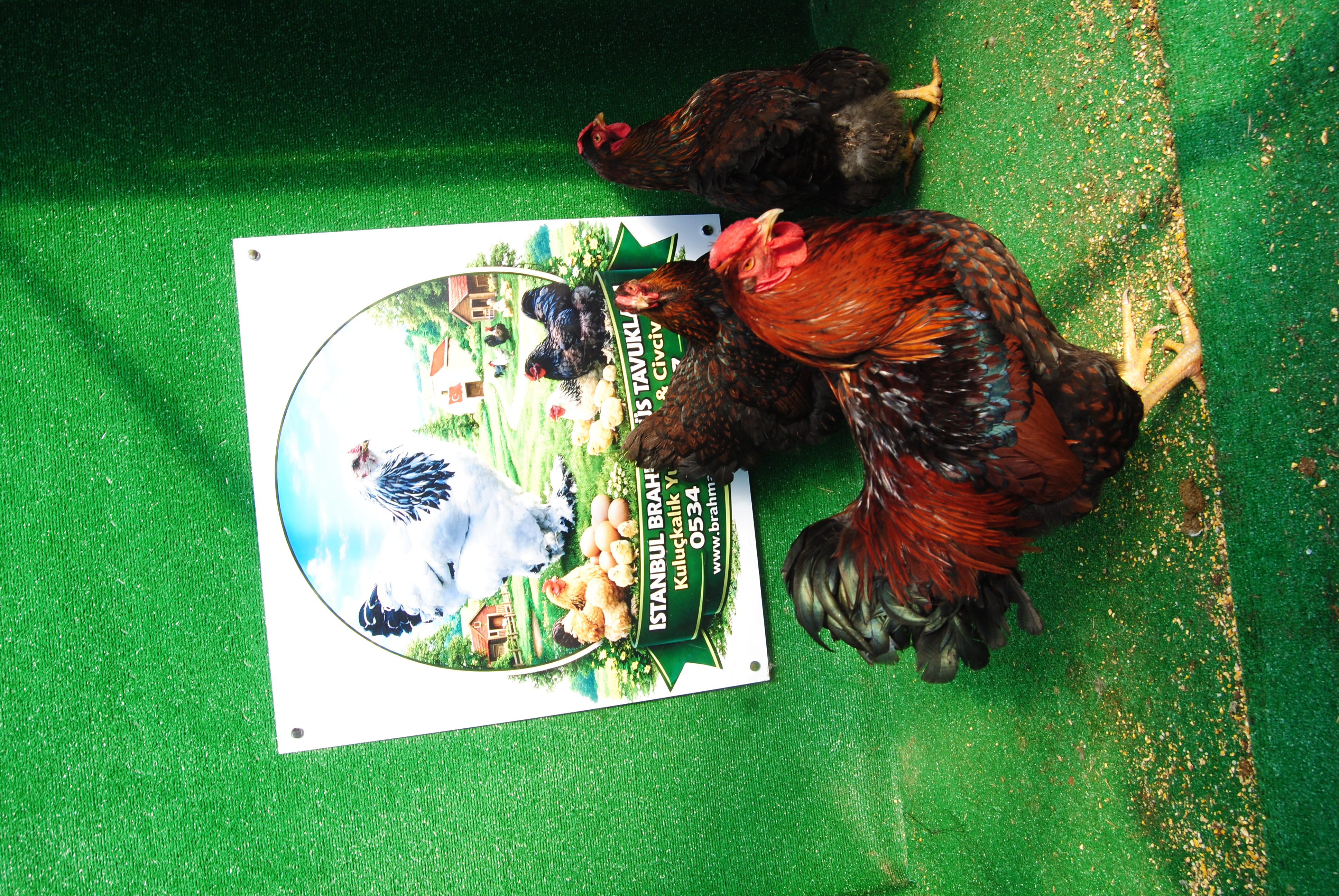 GOLD WYANDOTTE KULUÇKALIK YUMURTA