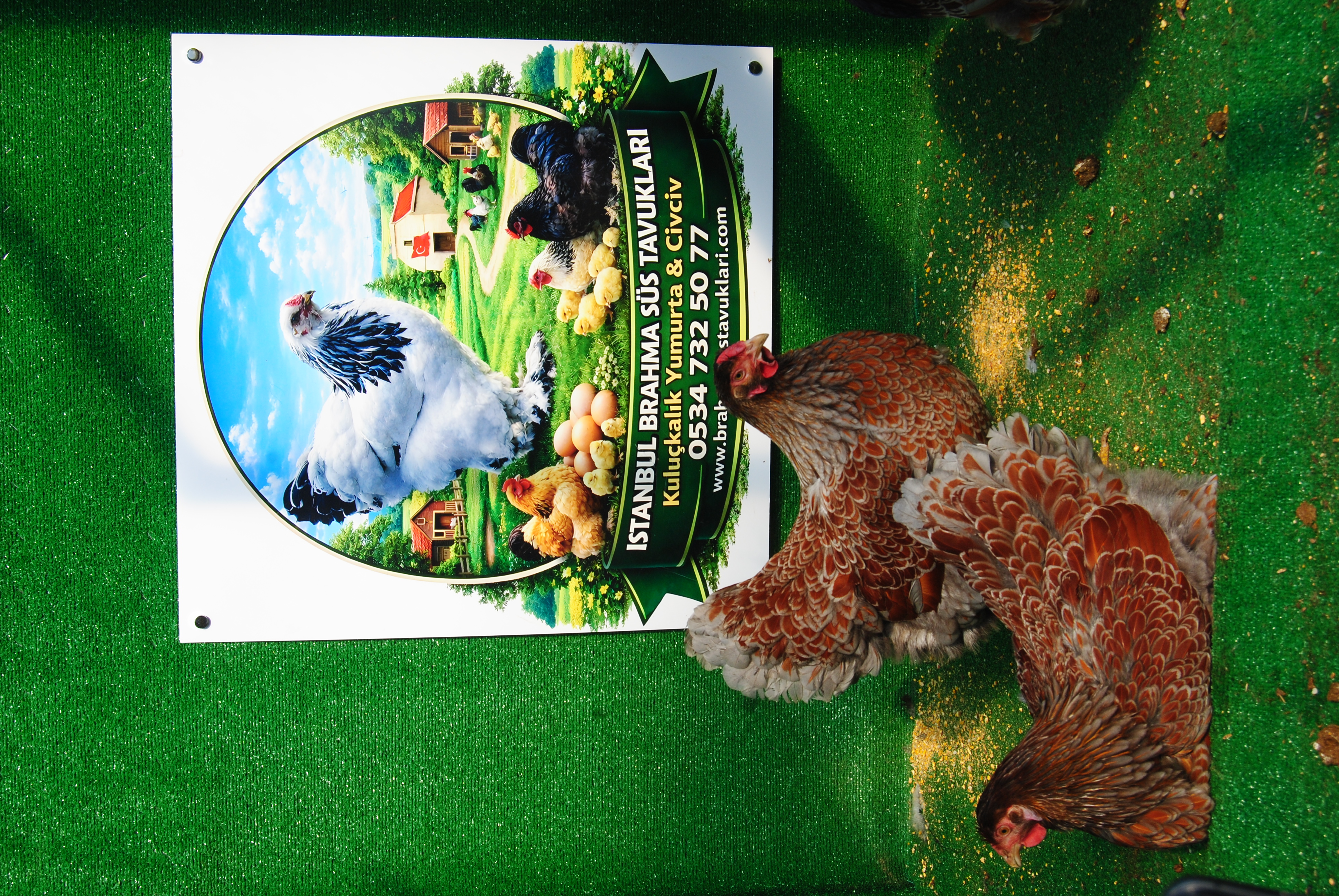 RED BLUE WYANDOTTE KULUÇKALIK YUMURTA