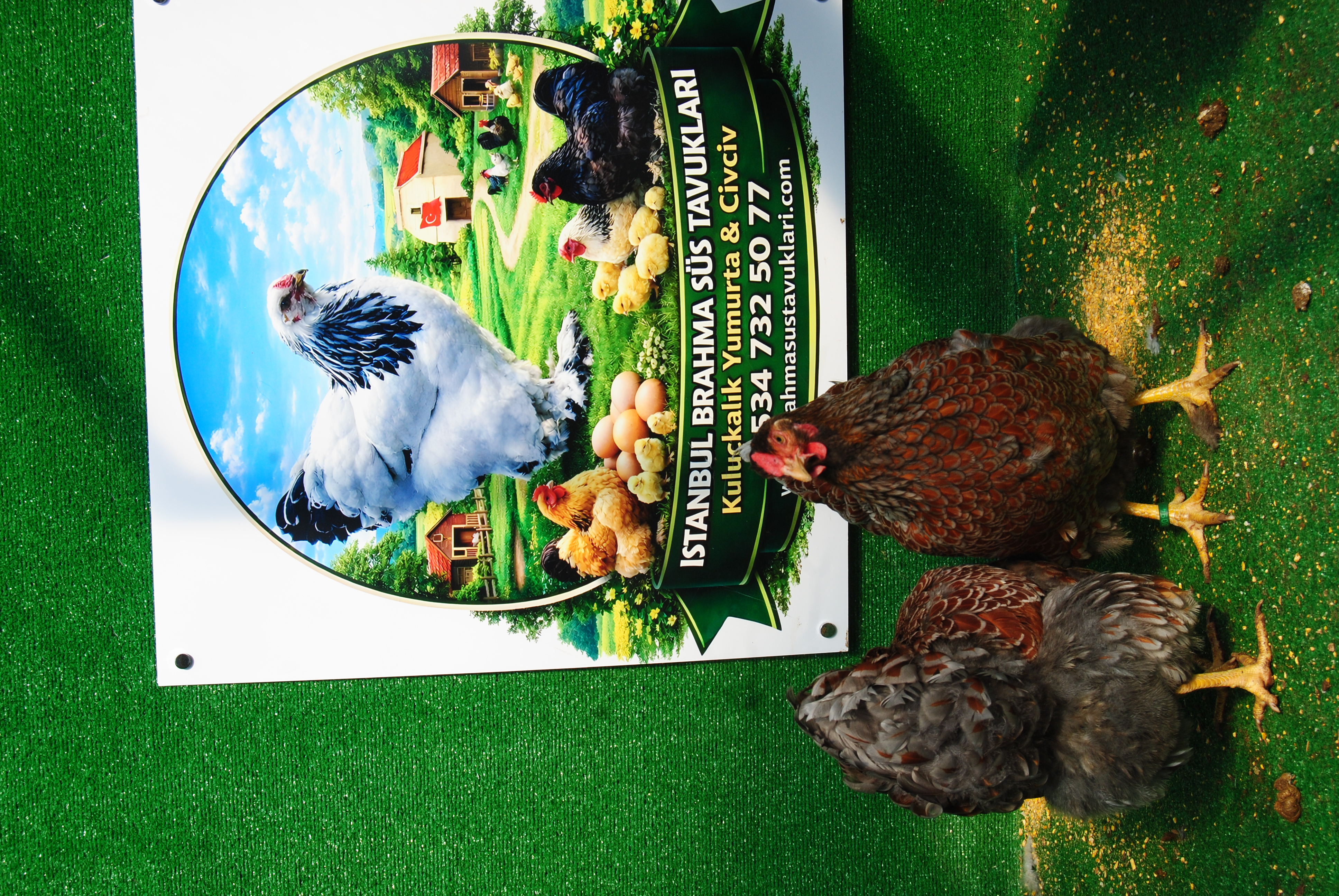 RED BLUE WYANDOTTE KULUÇKALIK YUMURTA