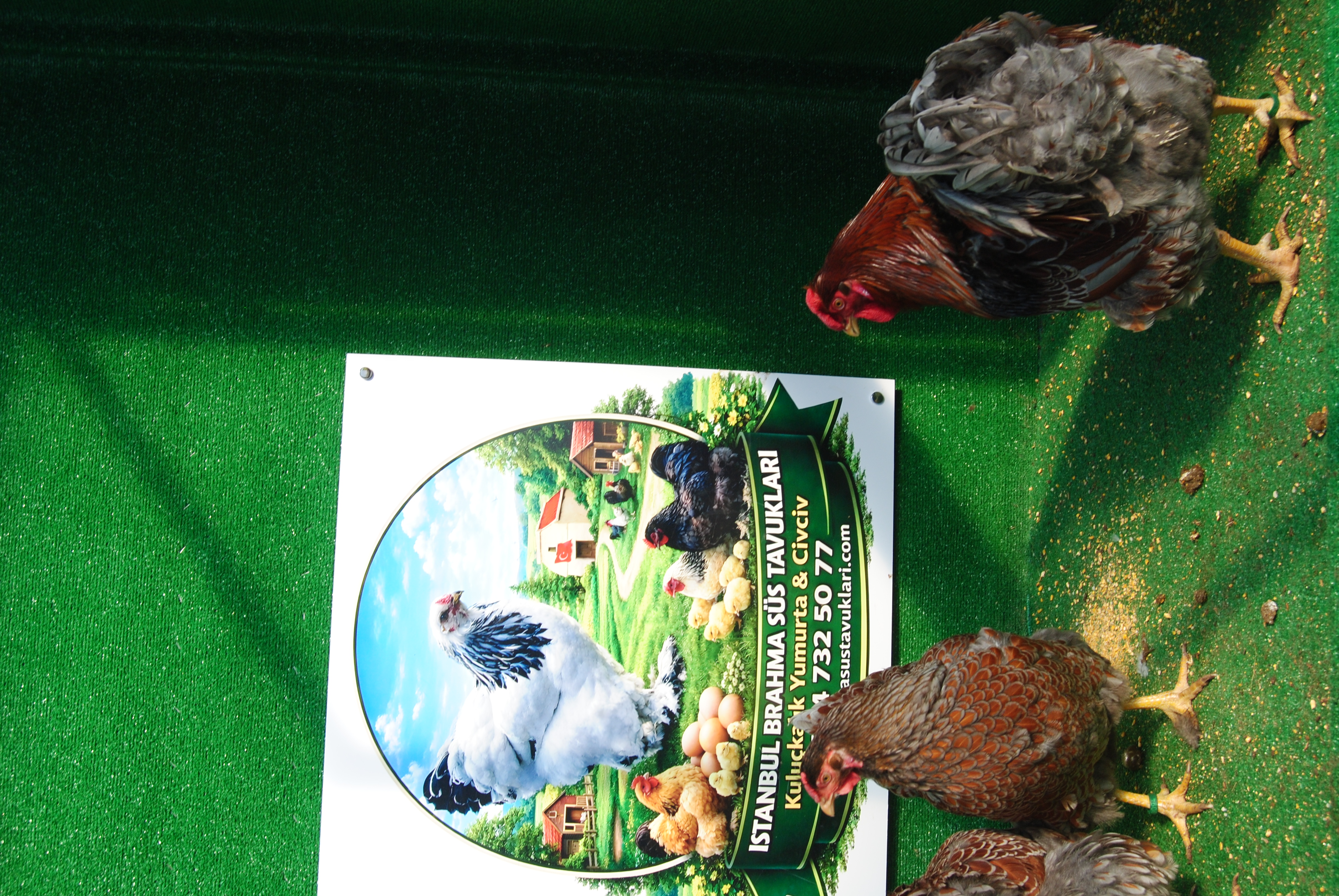 RED BLUE WYANDOTTE KULUÇKALIK YUMURTA