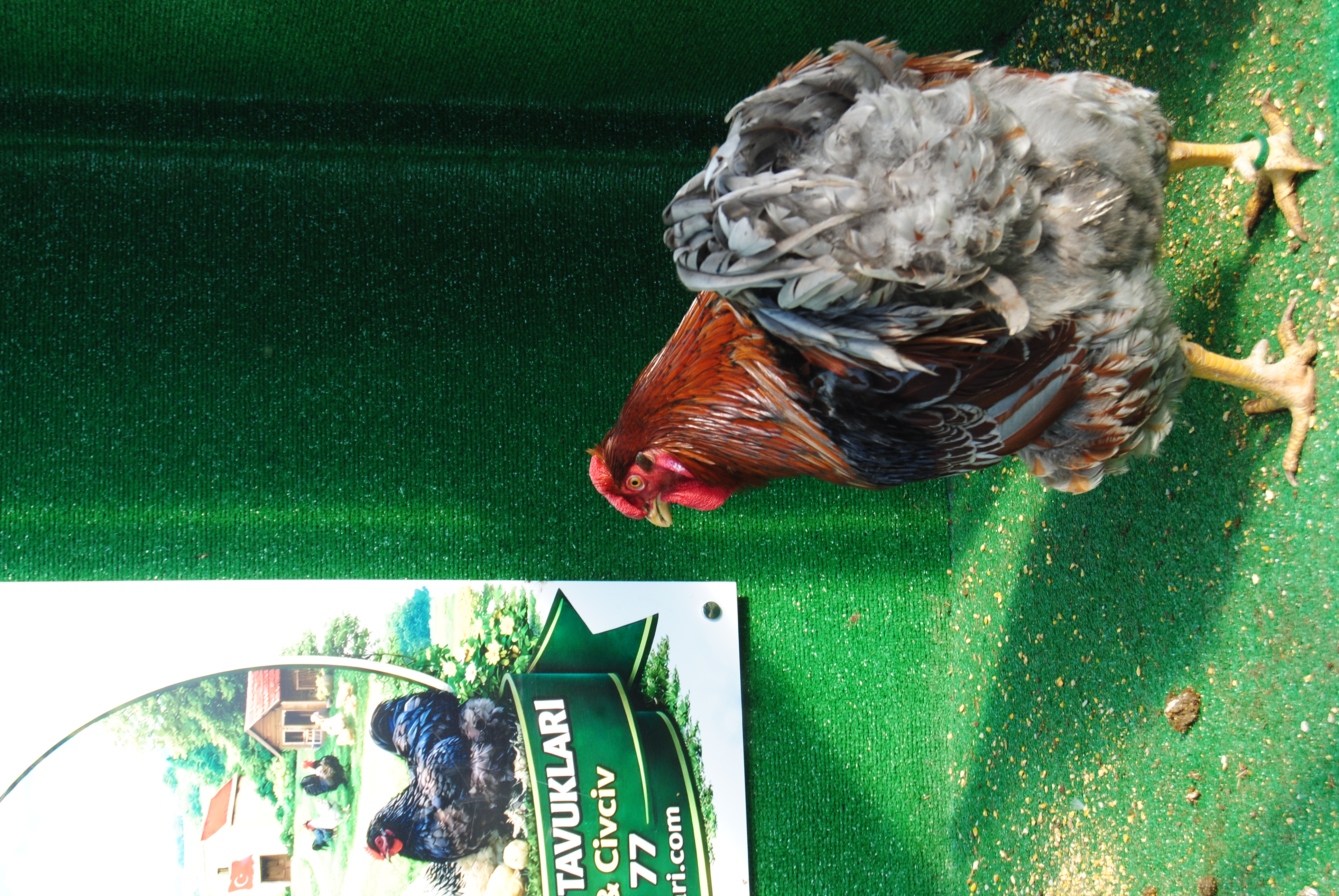 RED BLUE WYANDOTTE KULUÇKALIK YUMURTA