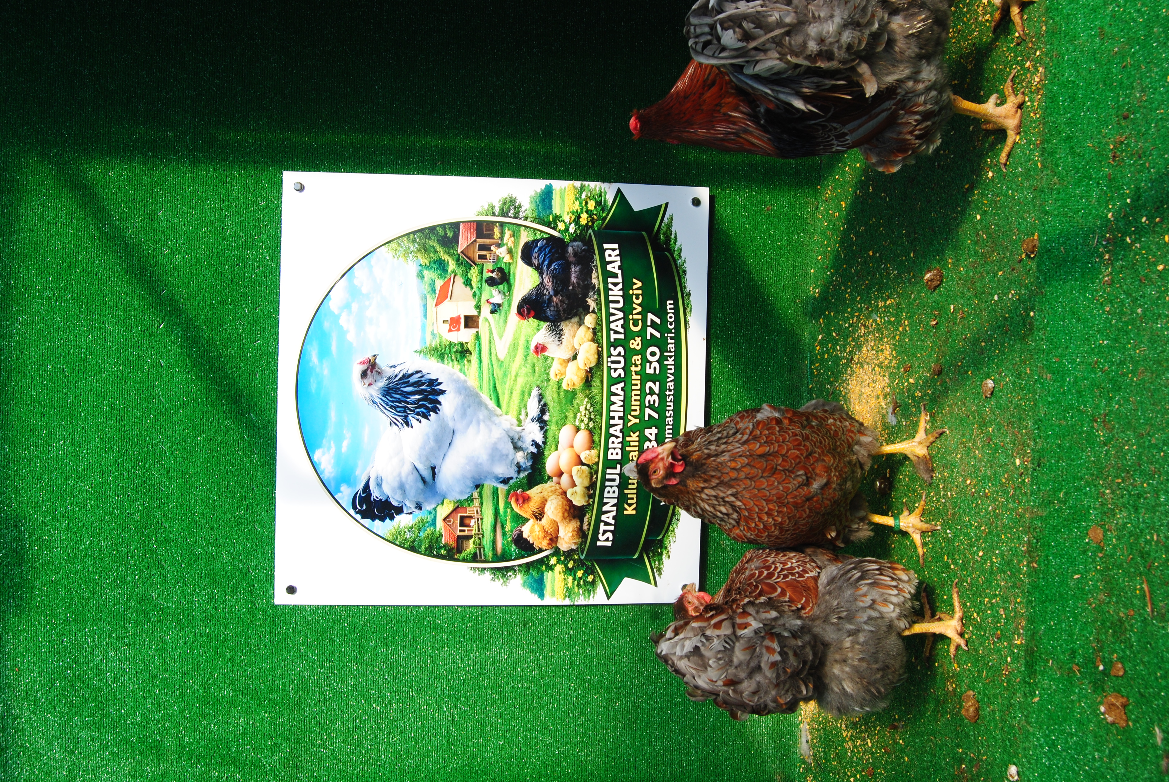 RED BLUE WYANDOTTE KULUÇKALIK YUMURTA