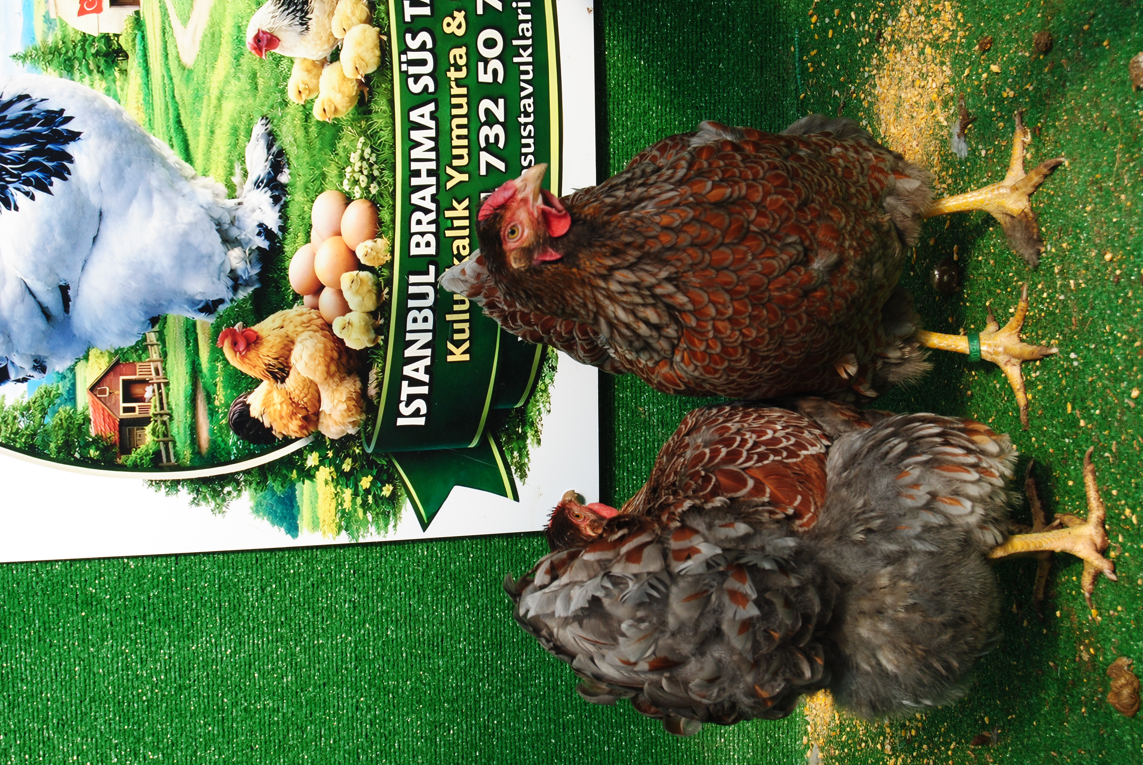 RED BLUE WYANDOTTE KULUÇKALIK YUMURTA