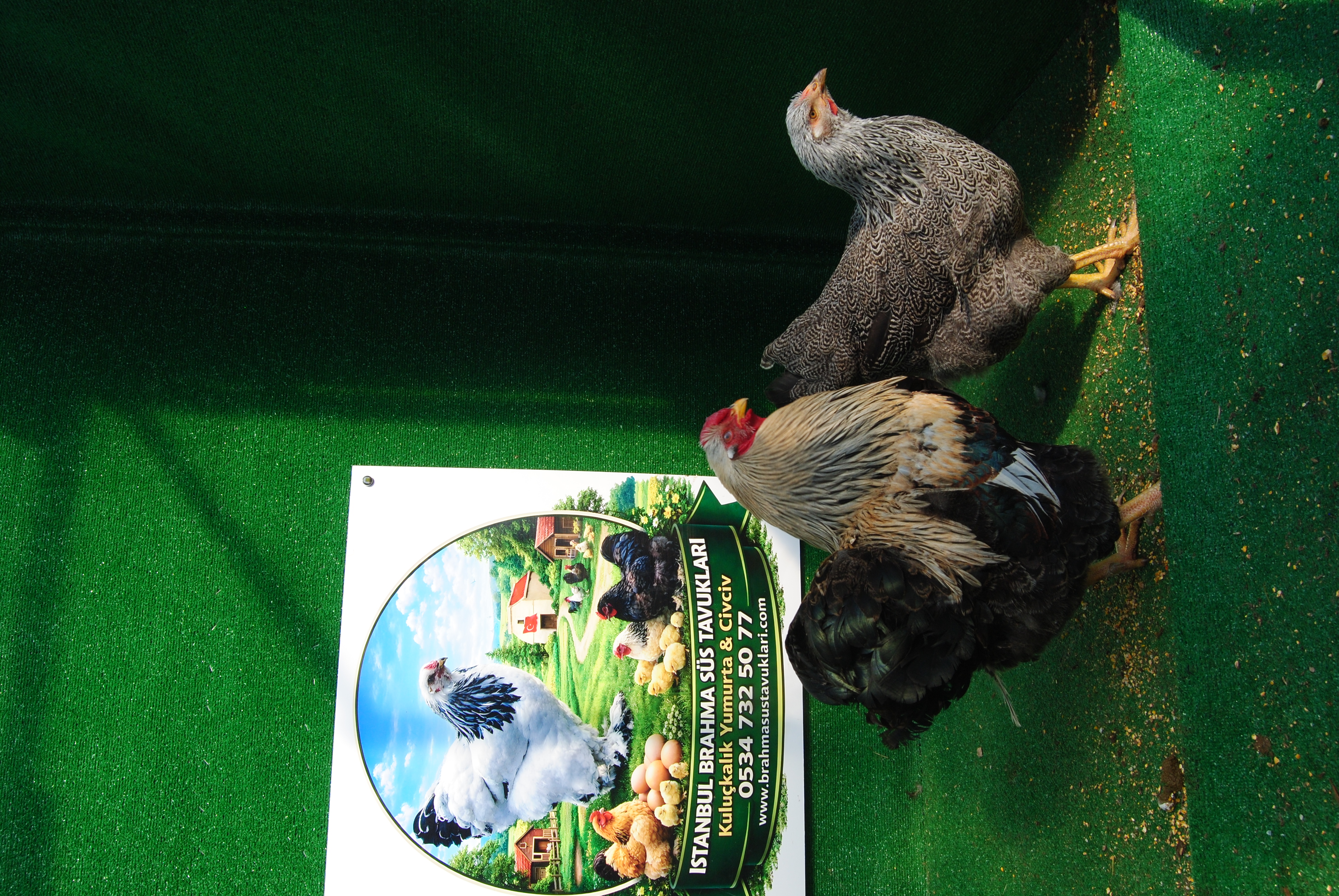 Silver Pencilled Wyandotte Kuluçkalık Yumurta