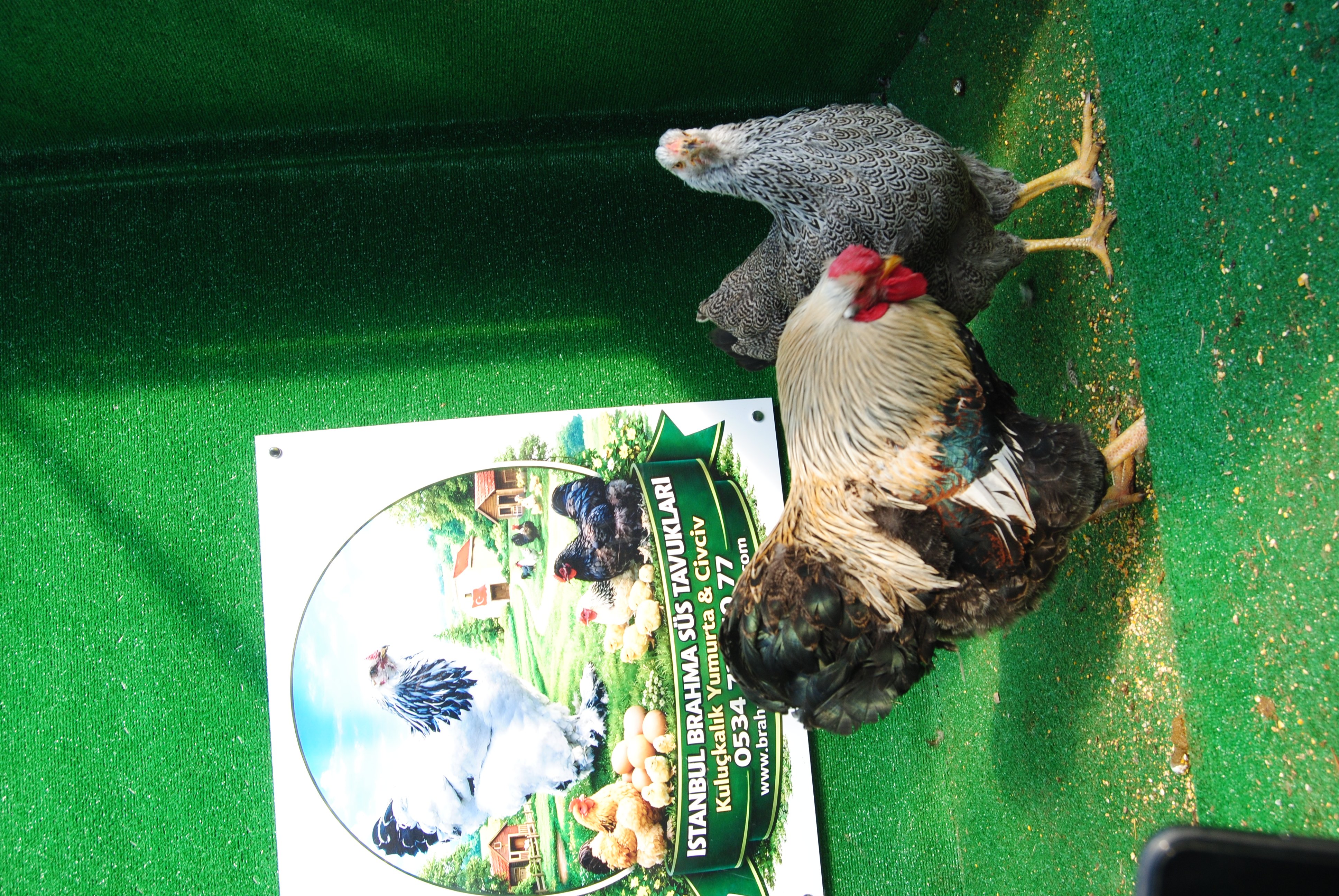 Silver Pencilled Wyandotte Kuluçkalık Yumurta