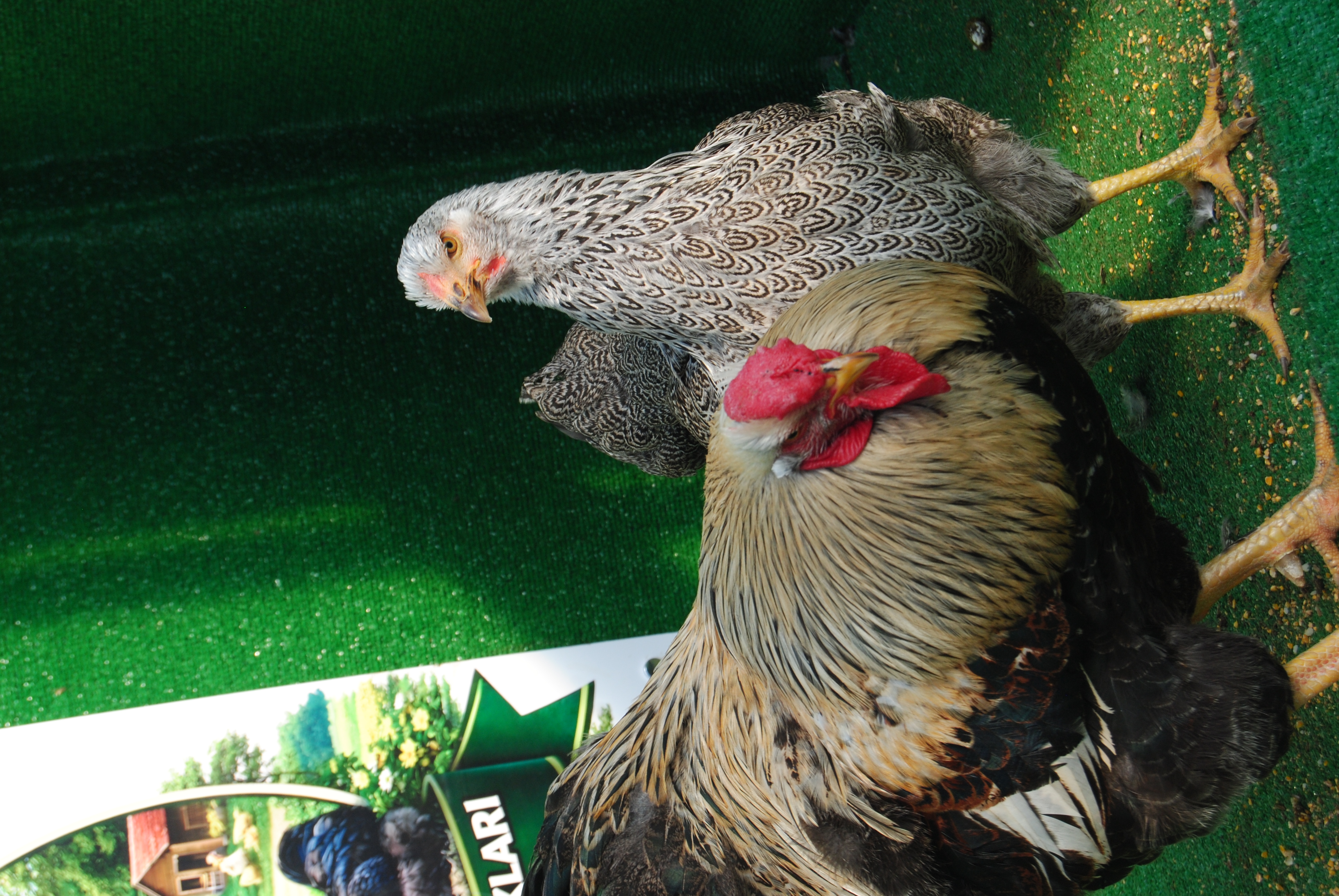 Silver Pencilled Wyandotte Kuluçkalık Yumurta