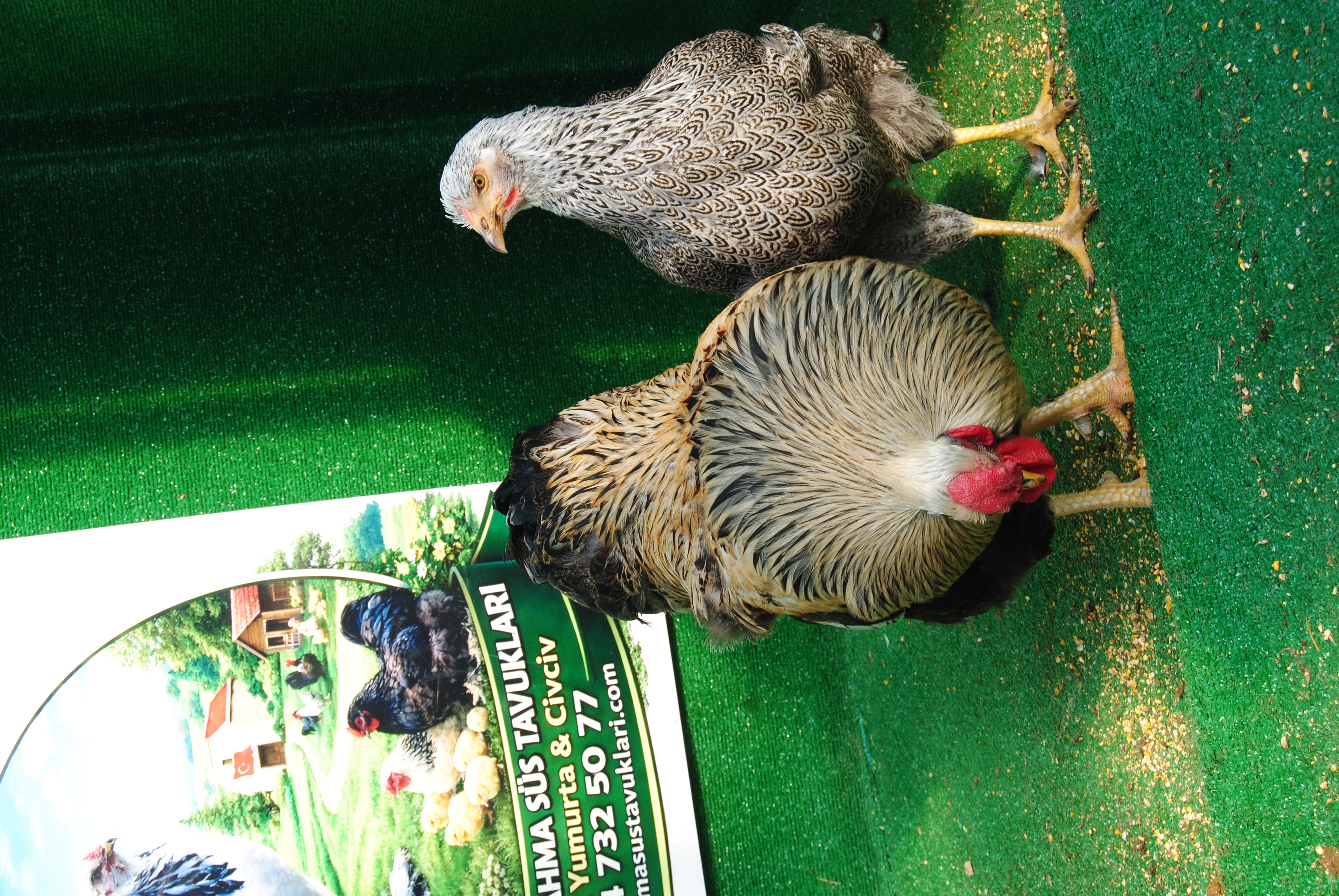 Silver Pencilled Wyandotte Kuluçkalık Yumurta