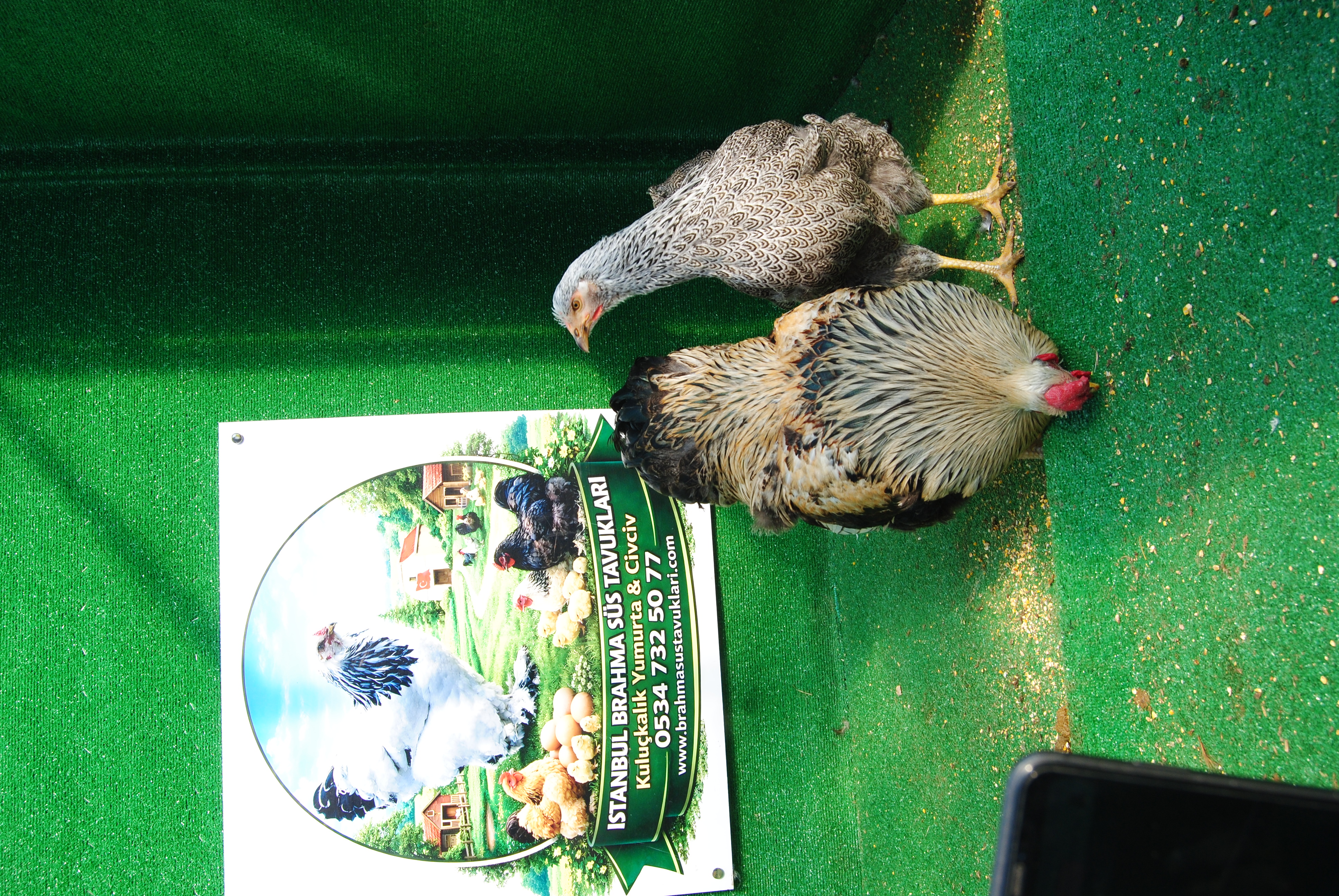 Silver Pencilled Wyandotte Kuluçkalık Yumurta