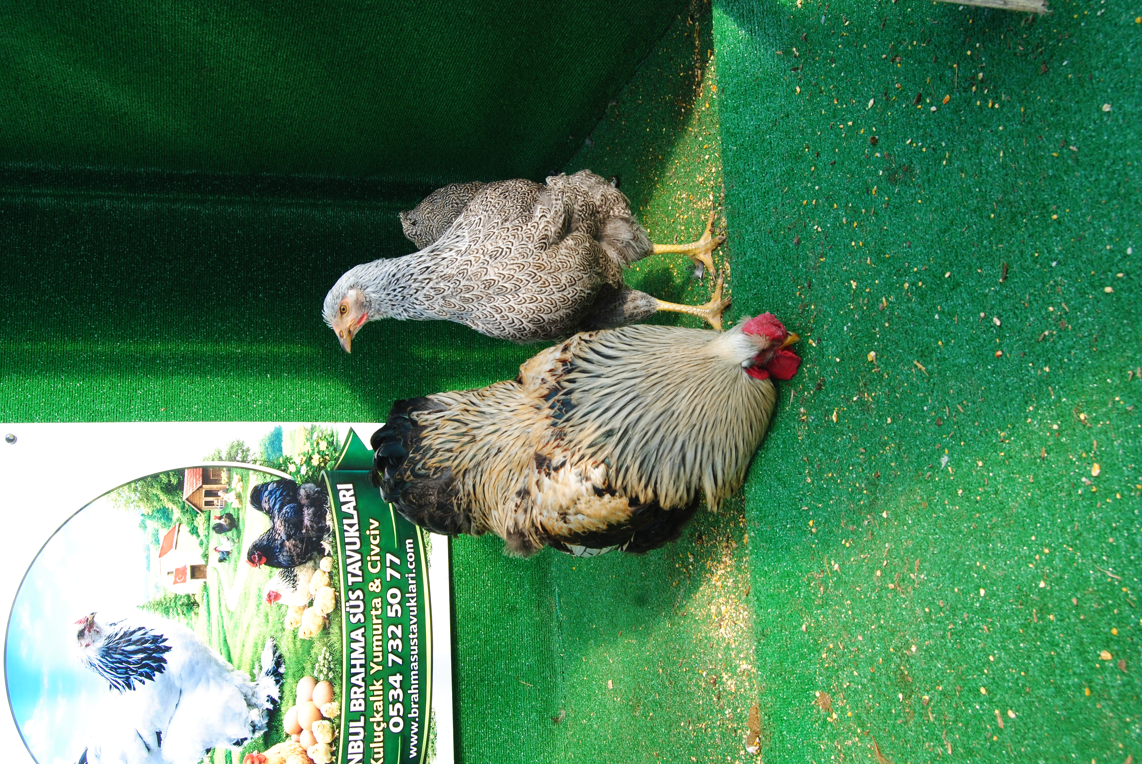 Silver Pencilled Wyandotte Kuluçkalık Yumurta